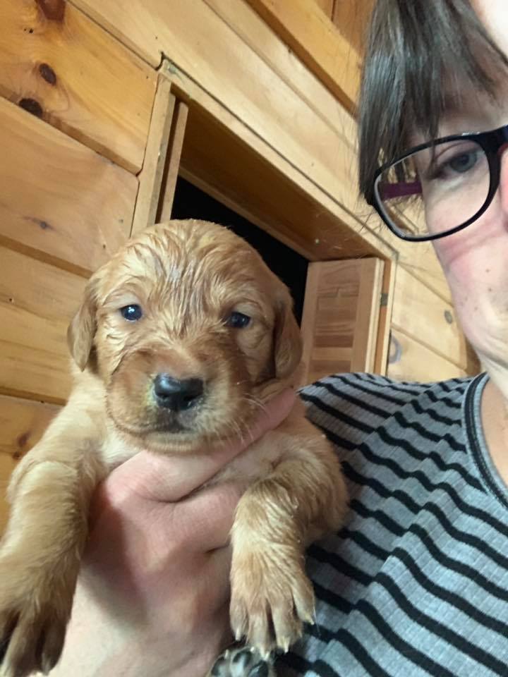 Pups1